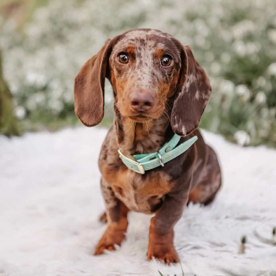 Lea & Fridolin - Instagram: dackel.fridolin