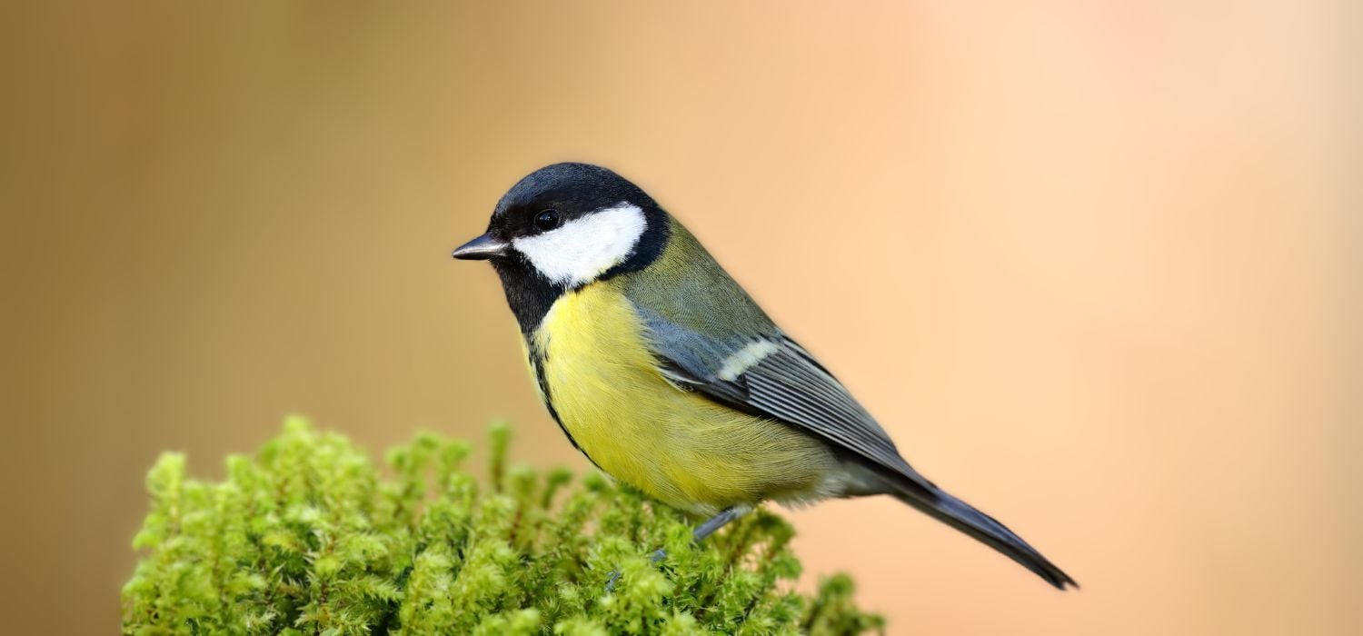Kleine Kohlmeise sitzt auf grüner Pflanze