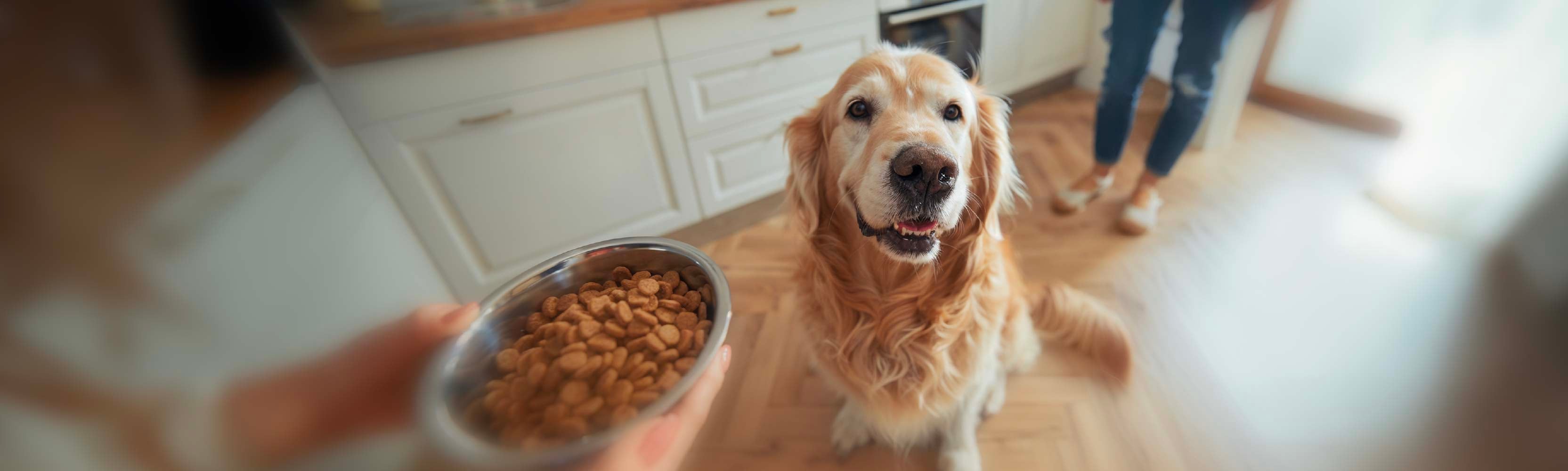 Golden Retriever wartet auf seinen Futternapf