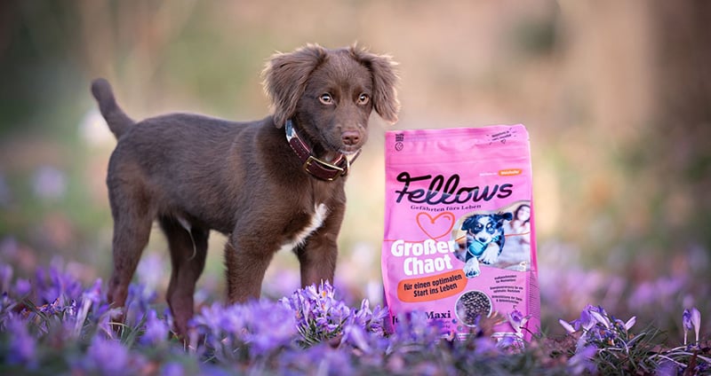 Hund auf Blumenwiese neben Fellows Großer Chaot Trockenfutter