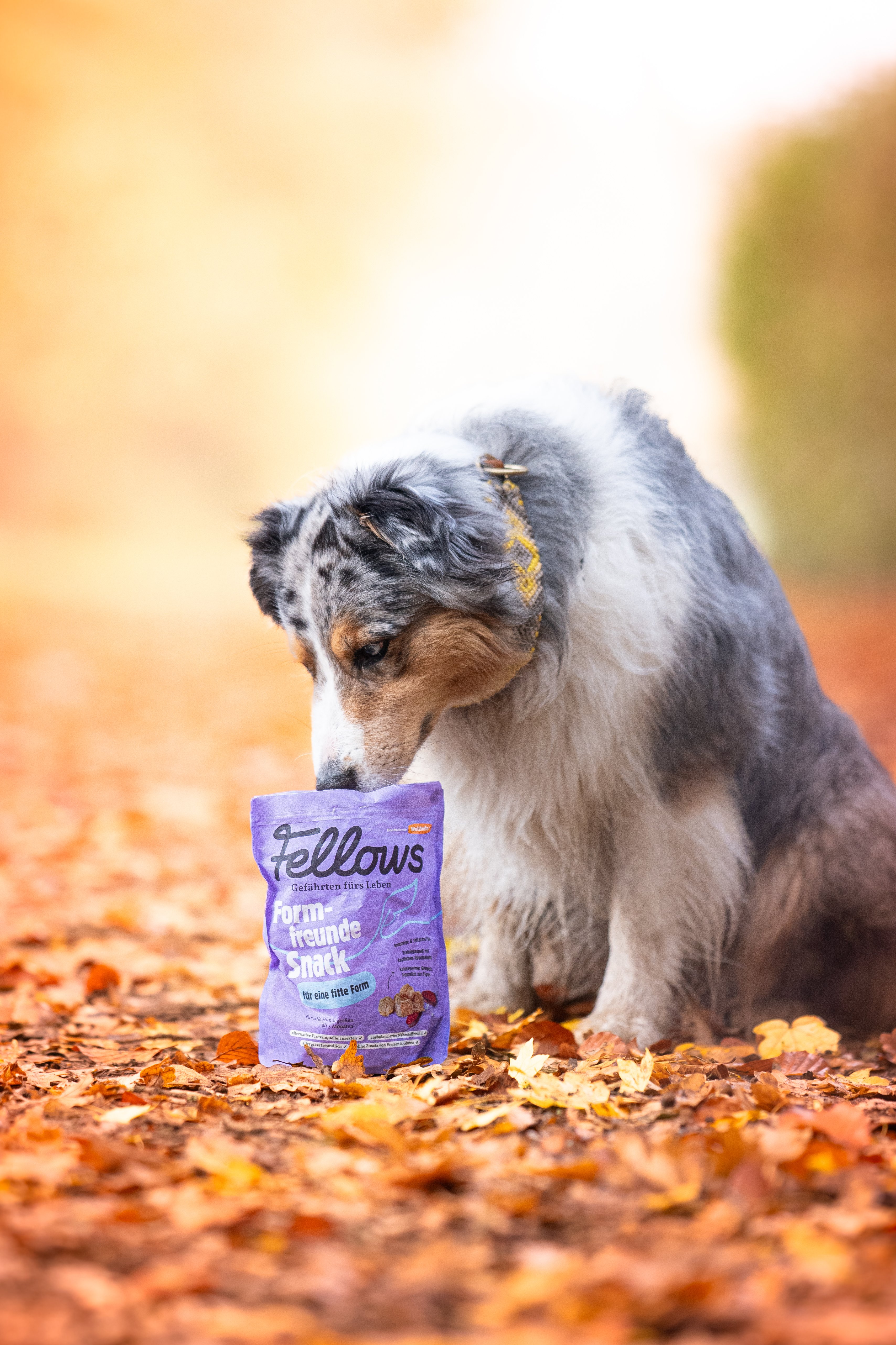 Hund im Herbstlaub mit Fellows Formfreunde Snack