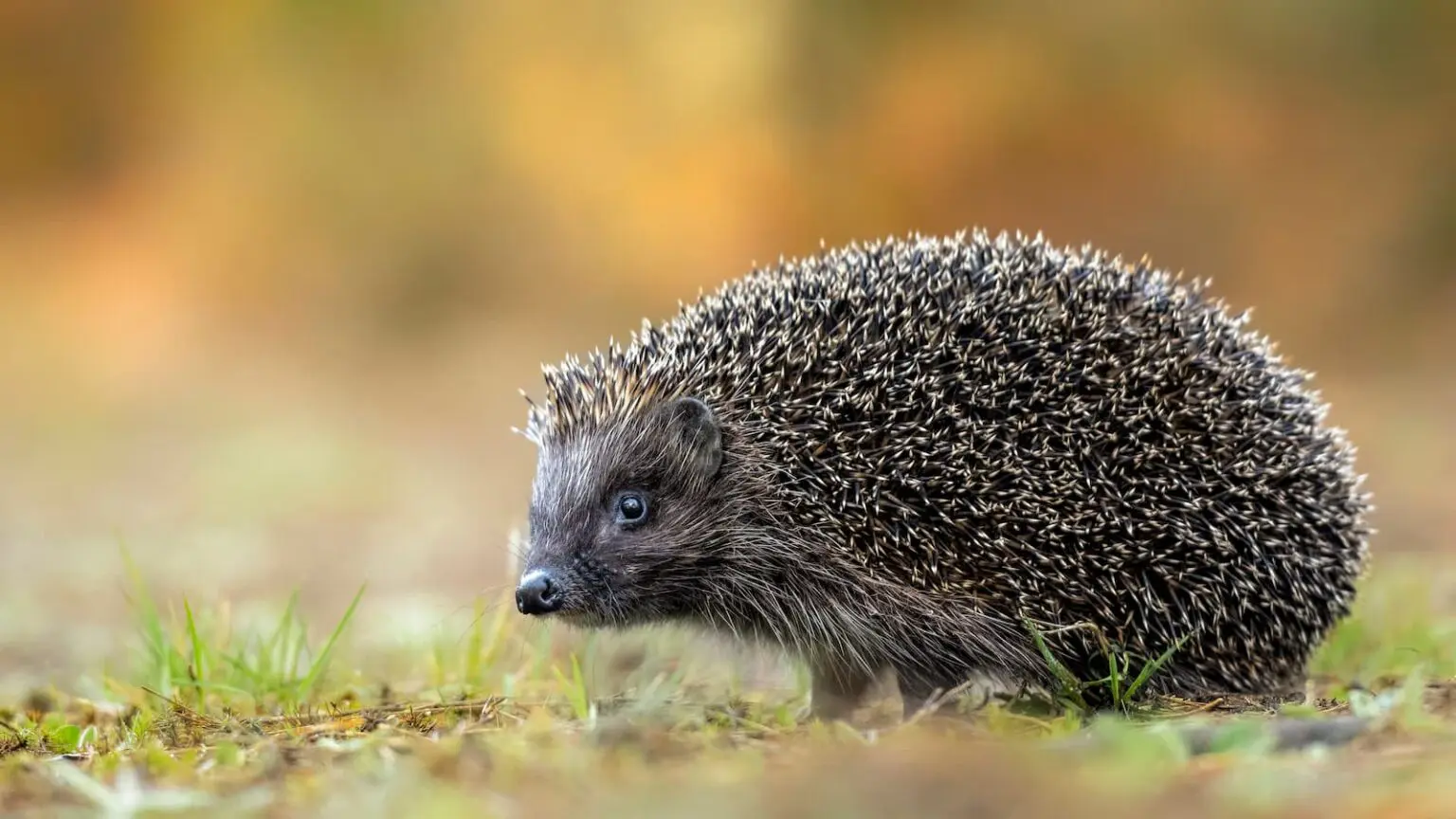 Igel im Garten