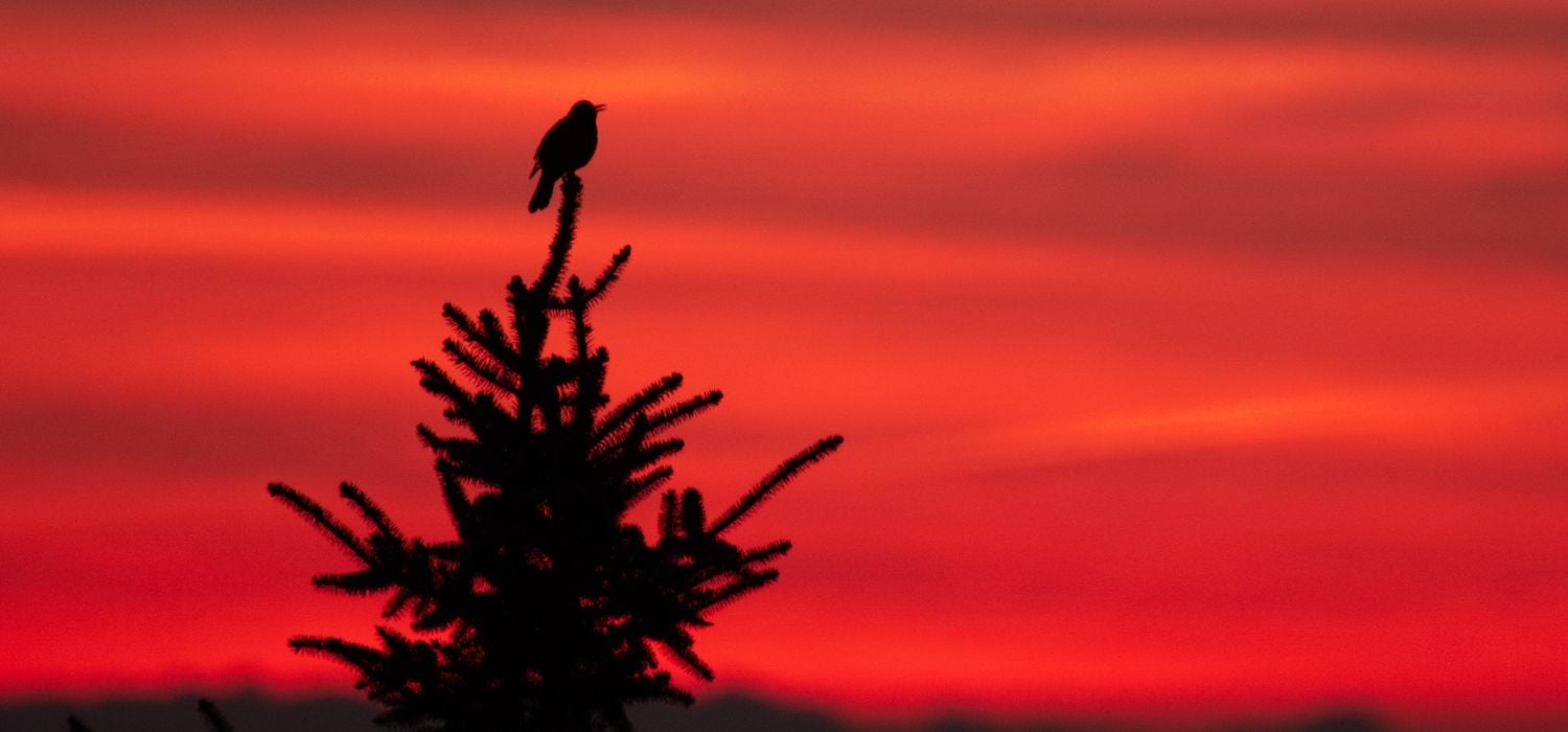 Amsel auf Tanne im Sonnenuntergang
