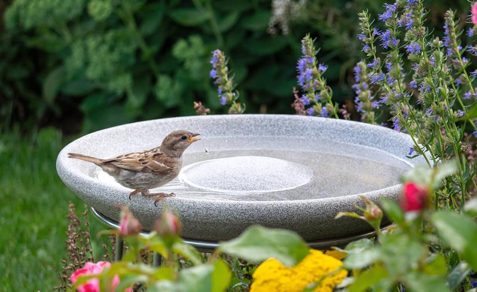 Vogeltränke Granicium® kaufen