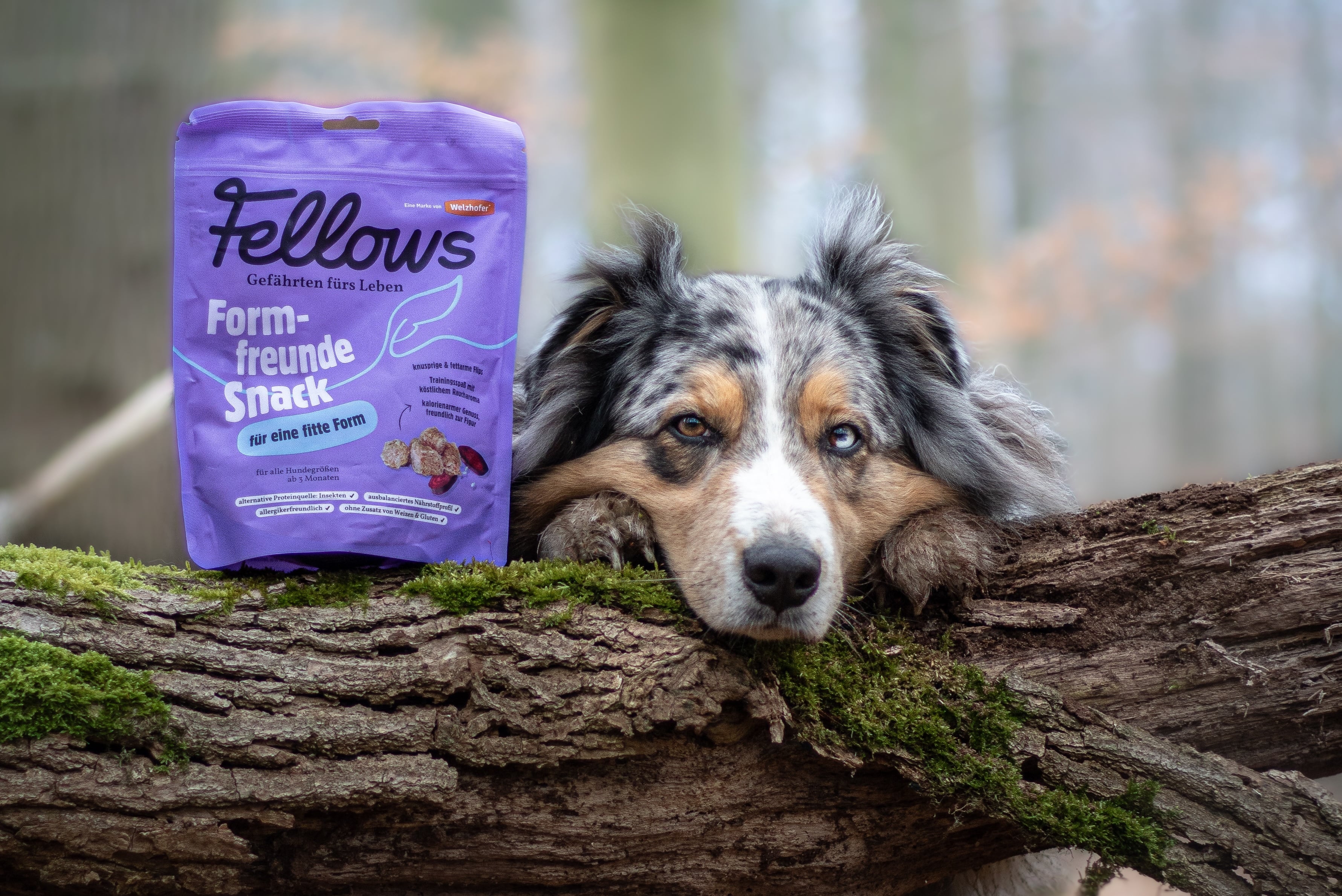 Hund mit Fellows Formfreunde Snack auf einem Baumstamm