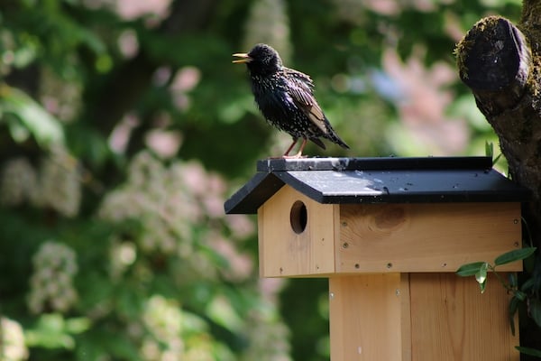 Welzhofer Nistkasten „Toby“ – 45 mm Einflugloch kaufen