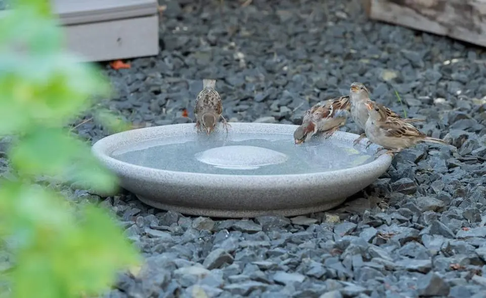 Vogeltränke Granicium® kaufen