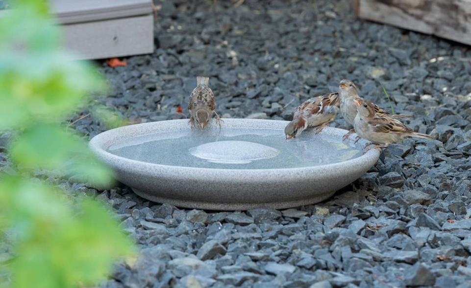 Vogeltränke Granicium® kaufen