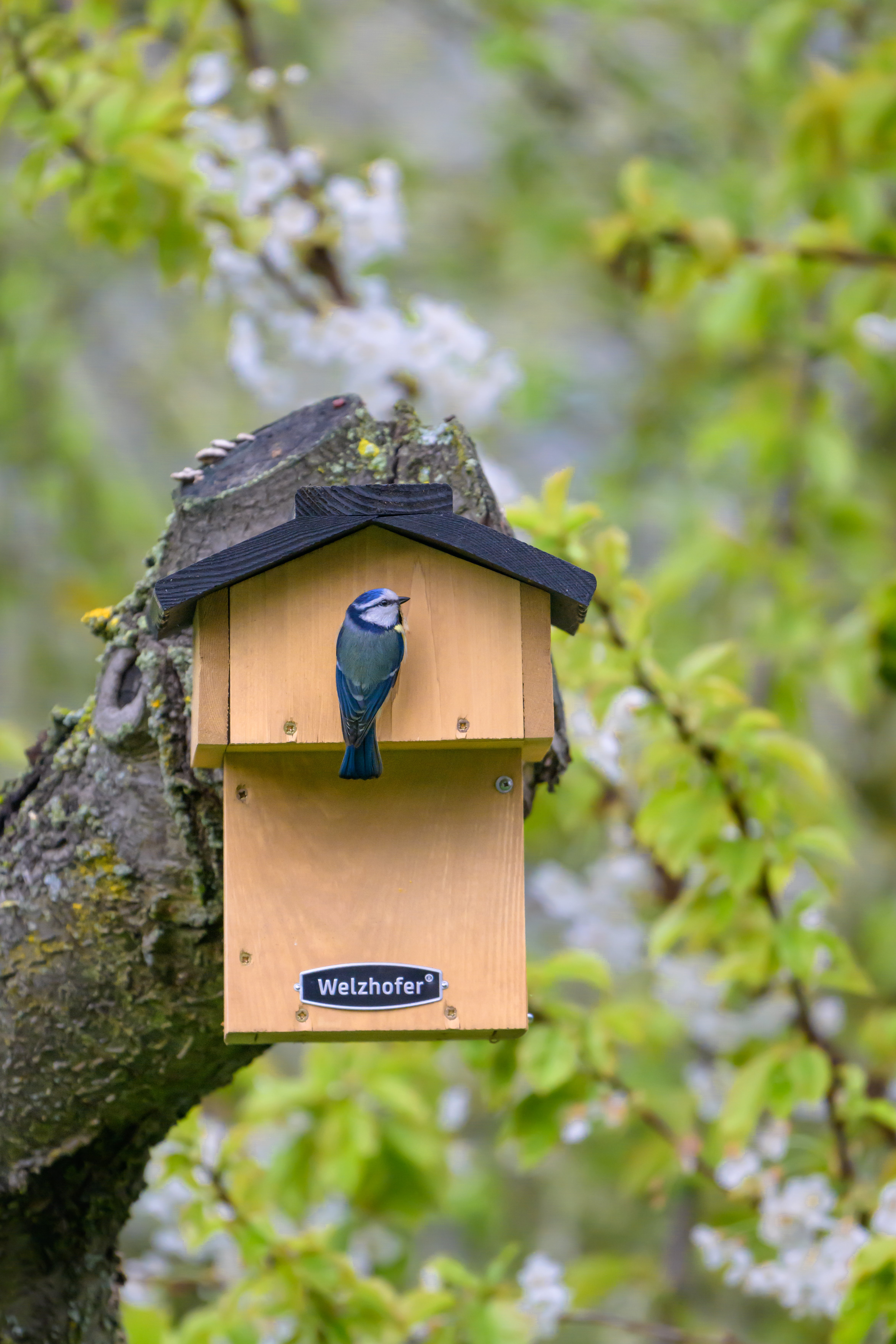 Blaumeise am Welzhofer Nistkasten
