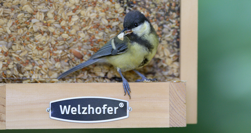 Kohlmeise am Welzhofer Futterhaus