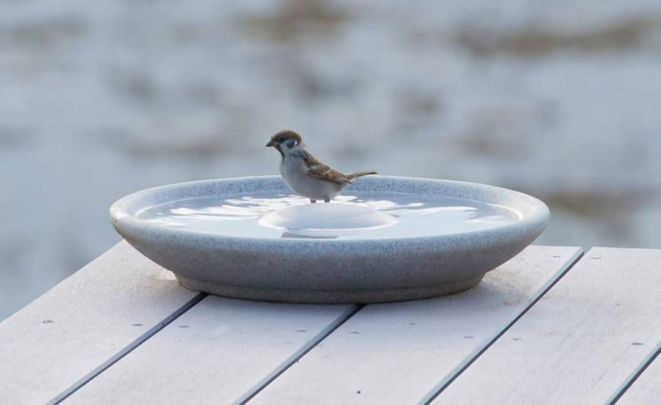 Vogeltränke Granicium® kaufen