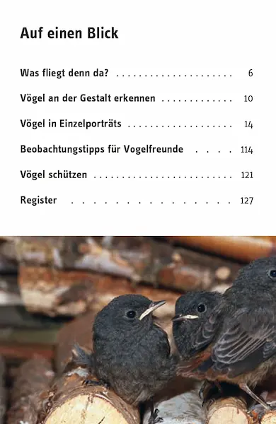 Buch "Hier piept's! 50 gefiederte Stars und ihre Songs" kaufen