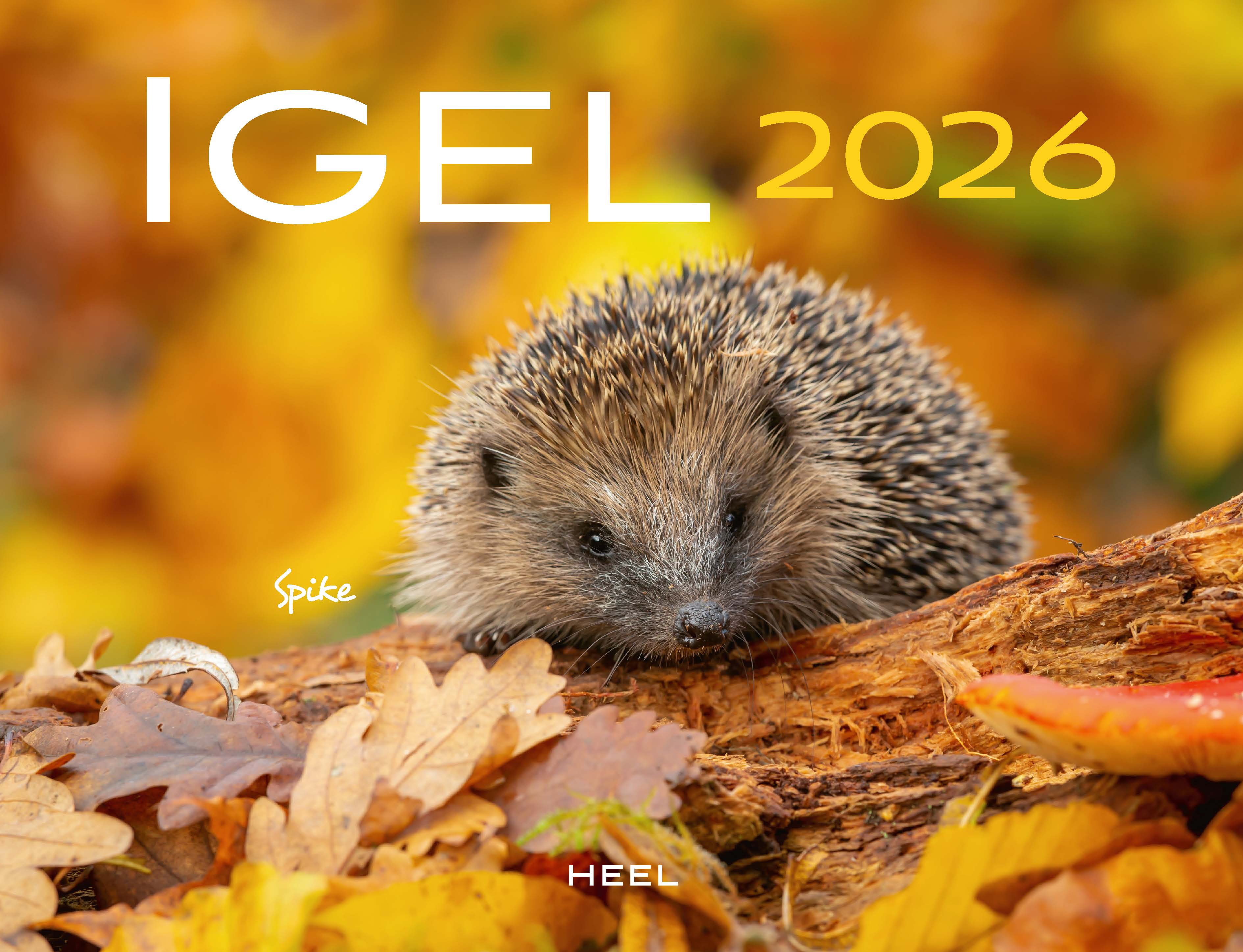 Kalender "Igel 2026" 