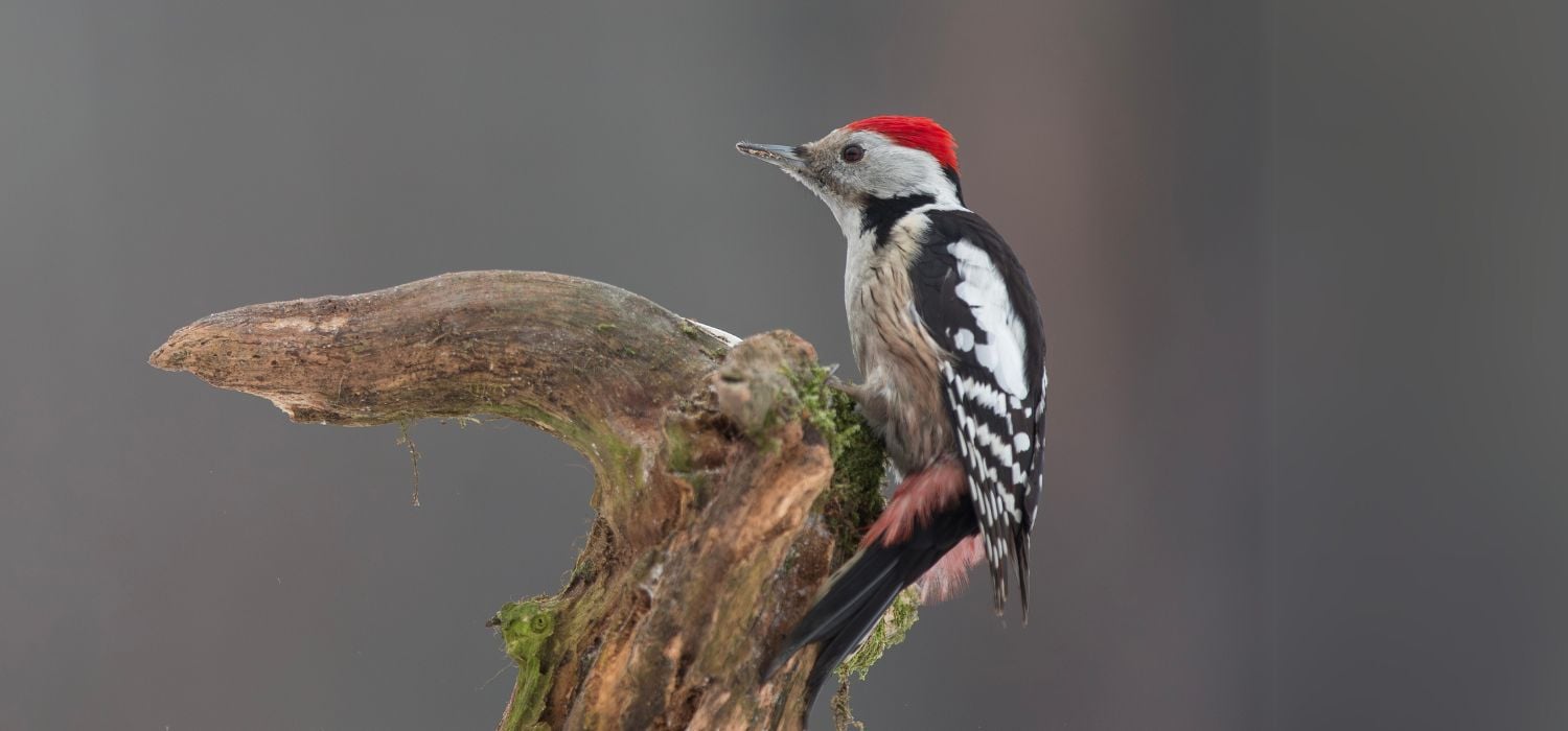 Mittelspecht sitzt auf Baumstamm