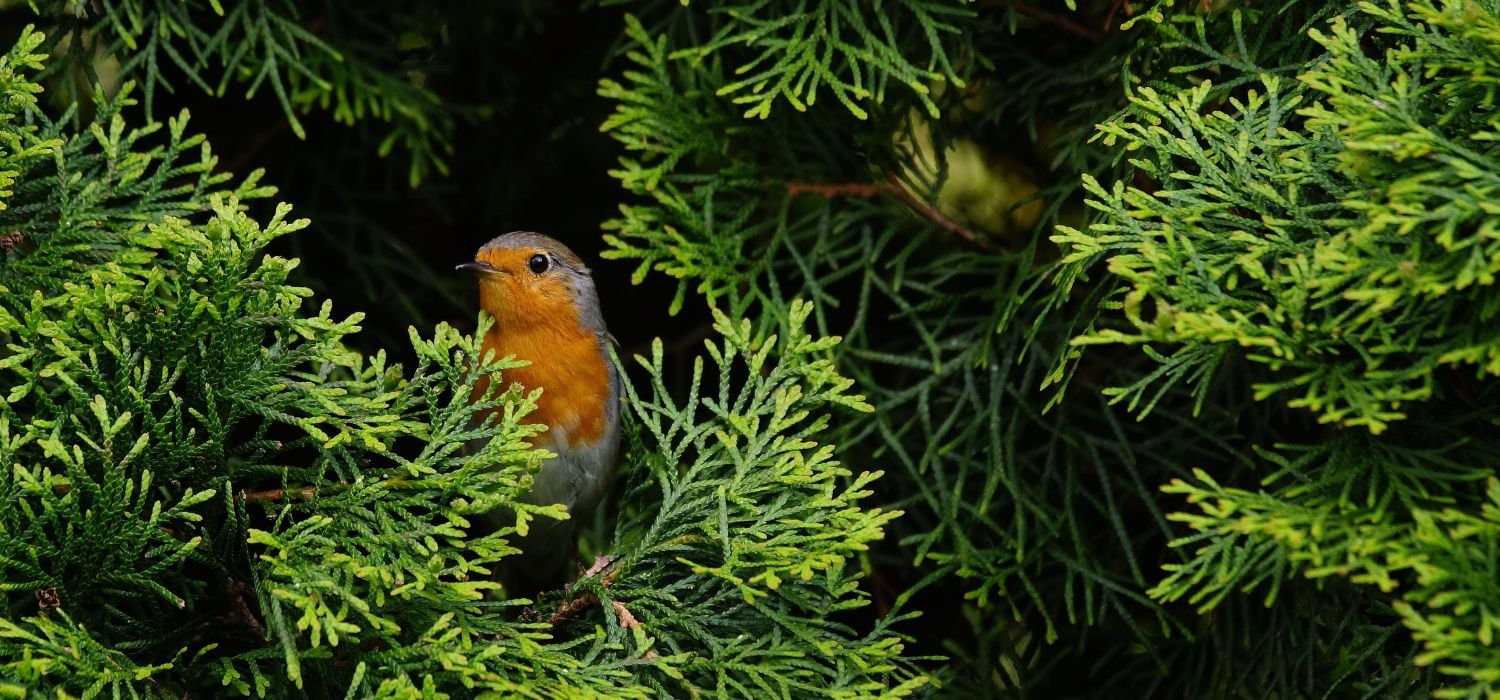 Rotkehlchen sitzt in Hecke