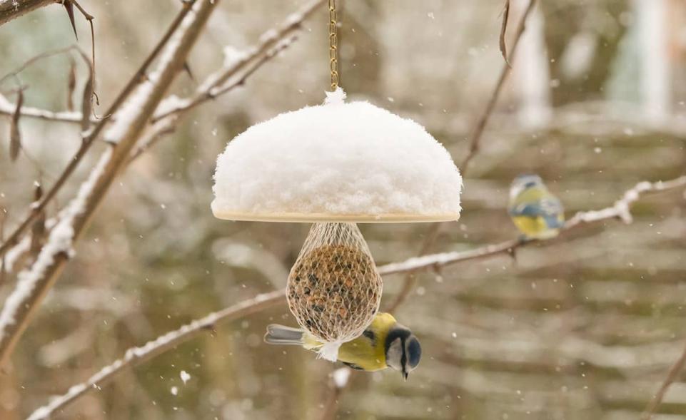 Futterdach für Meisenknödel kaufen