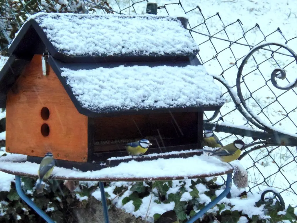 Foto Meisen am Vogelhaus im Schnee Foto Blaumeise Kohlmeise Schnee Vogelhaus