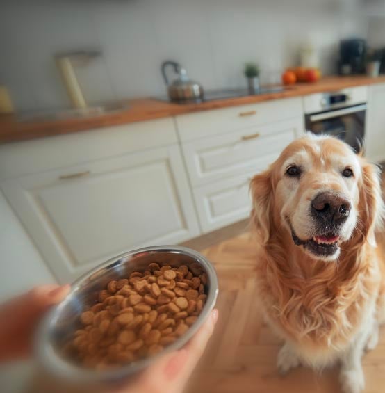 Beitragsbild: Hunde richtig füttern