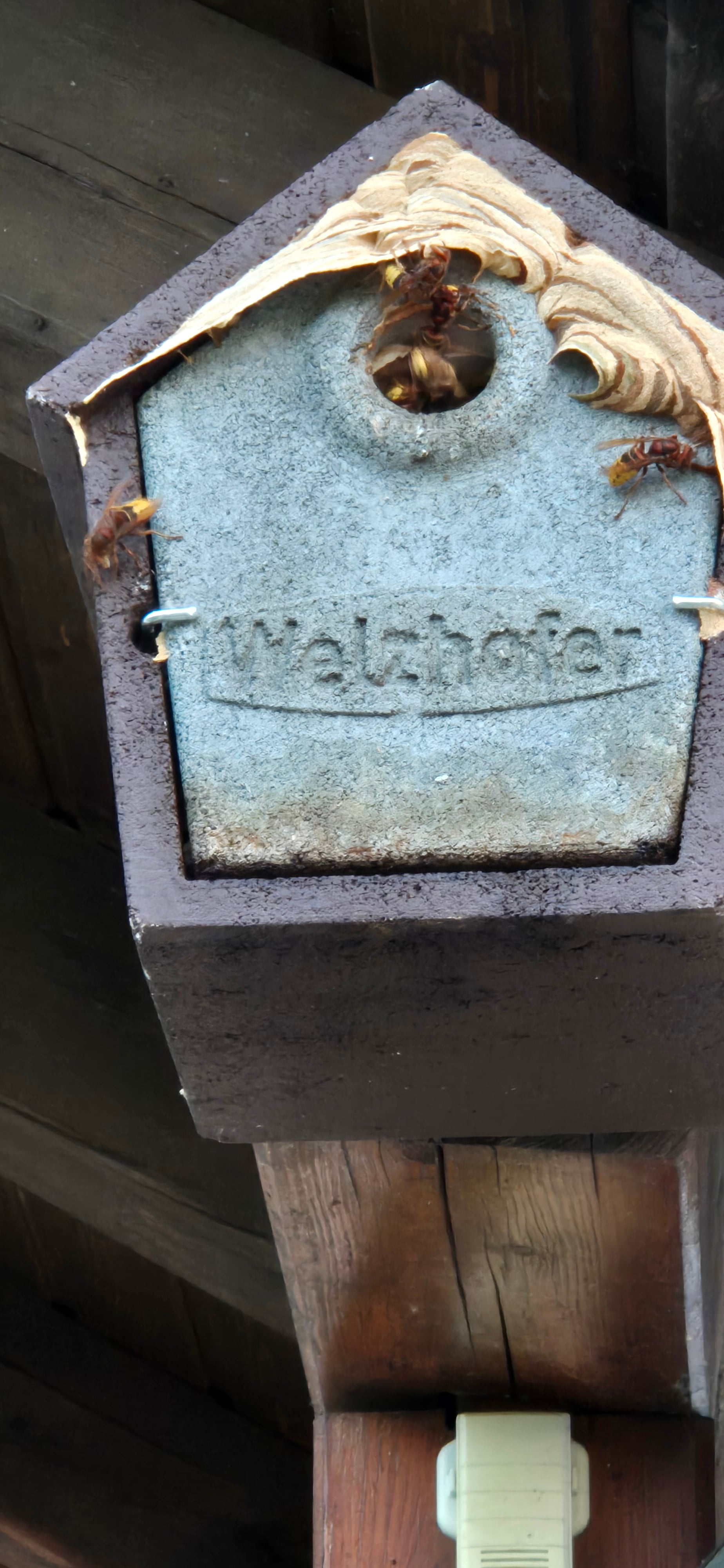 Foto Horniss Nest Holzbeton Woody