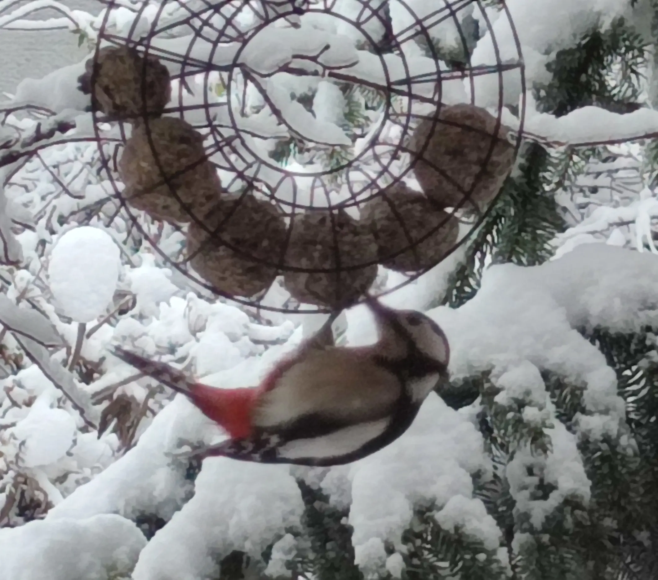 Foto Knödelring Specht Schnee