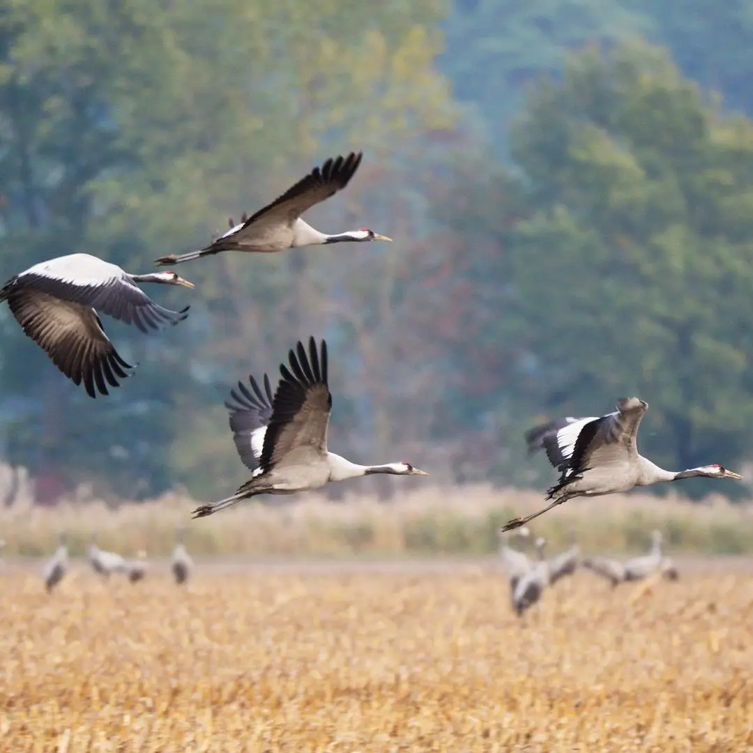 Kraniche auf Feld, Beitragsbild von Welzhofer