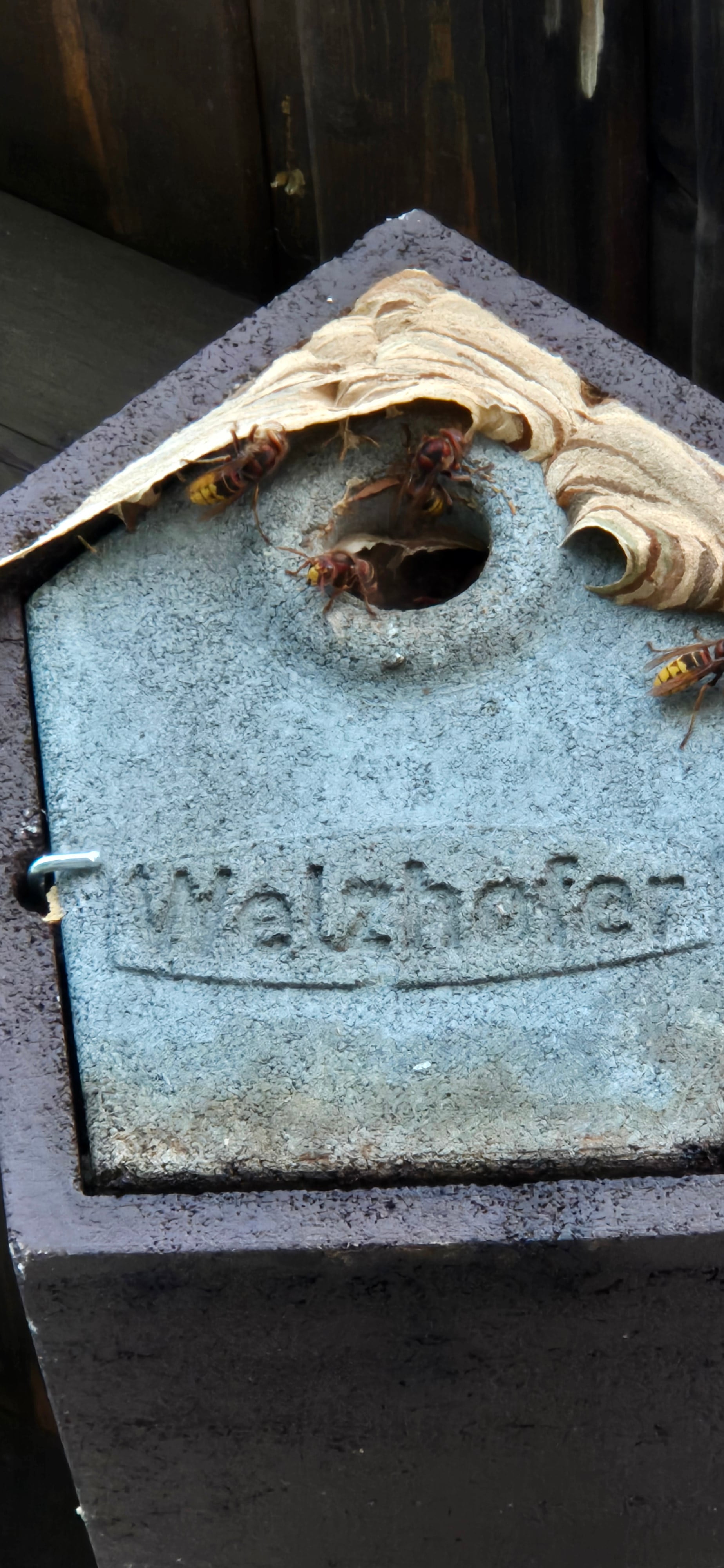 Foto Horniss Nest Holzbeton Woody