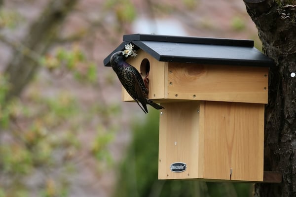 Welzhofer Nistkasten „Toby“ – 45 mm Einflugloch kaufen