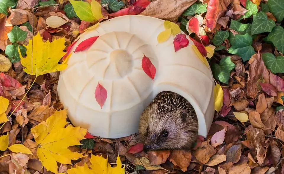 Igel-Schnecke kaufen