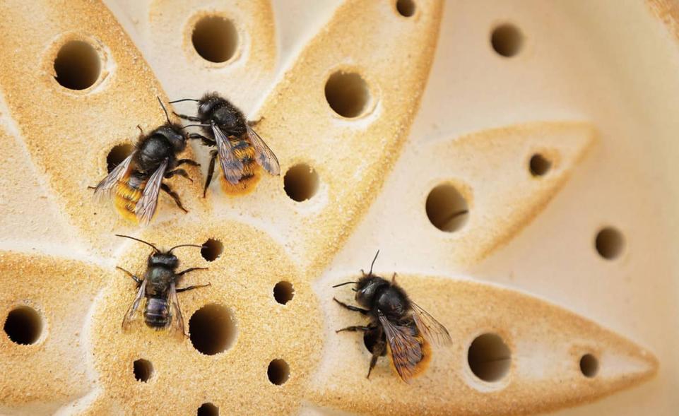 Wildbienenhaus Blume CeraNatur® kaufen