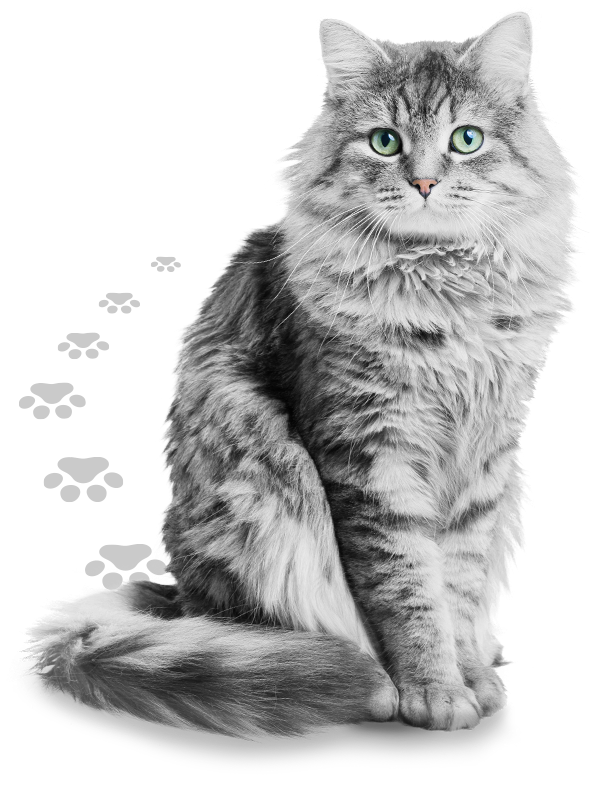 Sitzende graue Langhaarkatze