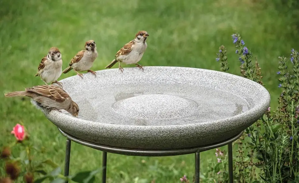 Vogeltränke Granicium® kaufen